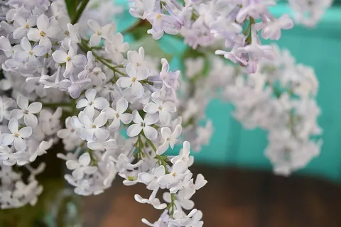 丁香,花朵,花朵,春天,花朵,花瓣,花束,开花植物 丁香,花朵,花朵,春天,花朵,花瓣,花束,开花植物