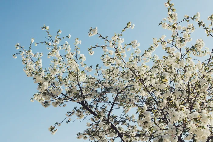 美国，荷兰，花，花，开花，芽，天空，白色
