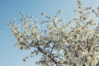 美国，荷兰，花，花，开花，芽，天空，白色