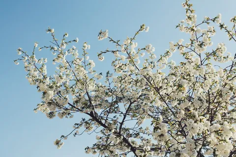 美国,荷兰,花,花,开花,芽,天空,白色 美国,荷兰,花,花,开花,芽,天空,白色