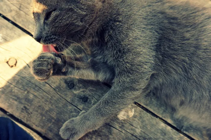 猫，小猫，毛茸茸的，可爱的，毛茸茸的，雌性，舔，斑猫