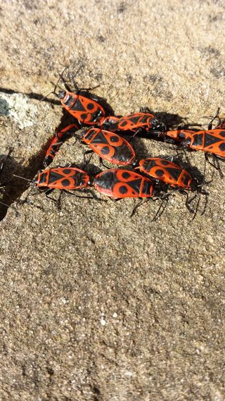 火，自然，昆虫，生物学，动物，没有人，动物，动物主题