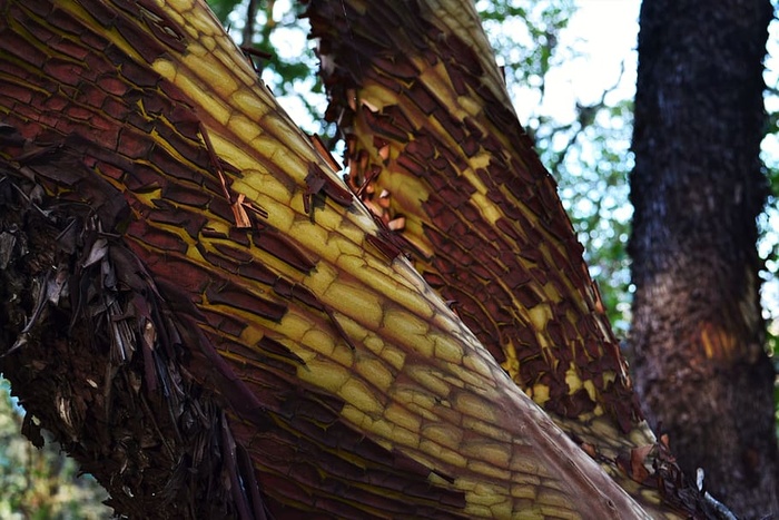植物，树，鸟，动物，食物，蔬菜，毛茸茸的