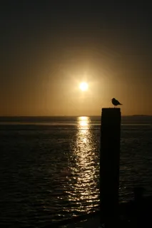 日落，海鸥，剪影，黄昏，丁坝，堆，鸟，天空