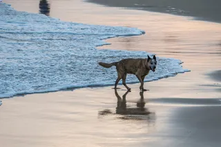 狗，海滩，冲浪，黄金时段，环境，户外，朋友，快乐