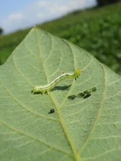 幼虫、蠕虫、大豆、自然、前景、植物中的昆虫、叶子、大豆 幼虫、蠕虫、大豆、自然、前景、植物中的昆虫、叶子、大豆