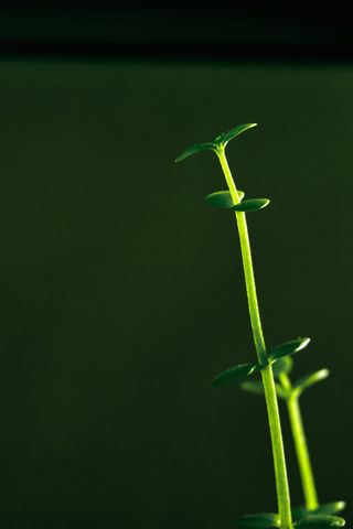 香港，植物，在黑暗中生长，永不凋谢，绿色，植物，生长，没有人