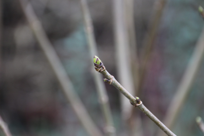 ieper、nature、button、islet、plant、特写、聚焦前景、day