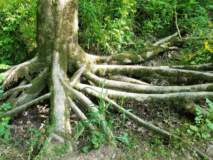 美国，教堂山，亨利霍顿州立公园，森林，森林，树木，绿色，夏季
