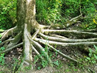 美国，教堂山，亨利霍顿州立公园，森林，森林，树木，绿色，夏季