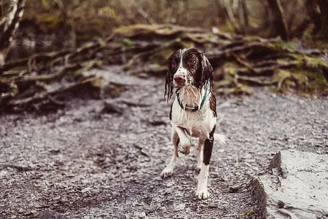 成人,黑人,白人,布列塔尼猎犬,湿漉漉的,狗,动物,朋友 成人,黑人,白人,布列塔尼猎犬,湿漉漉的,狗,动物,朋友