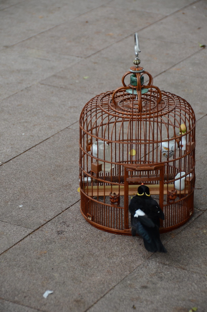 人行道，城市，街道，白天，笼子，高角度视野，户外，金属
