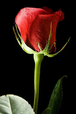 黑色、玫瑰色、红色、背景、特写、孤立、无人、花瓣