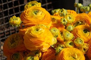 毛茛，黄色，春天，黄色的花，毛茛黄色，毛茛，花，花