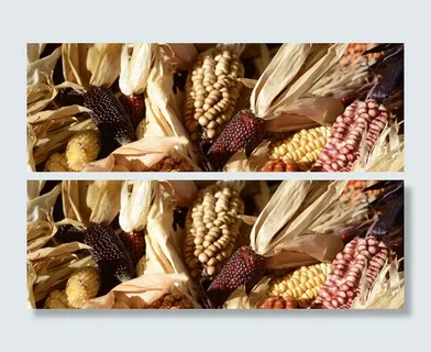 观赏，玉米，玉米芯，谷物，葡萄酒，红色，农业，观赏玉米