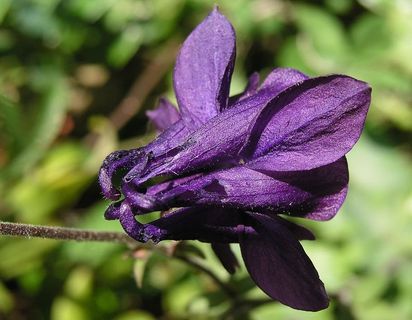 花，自然，植物，花园，叶，花瓣，花，开花植物