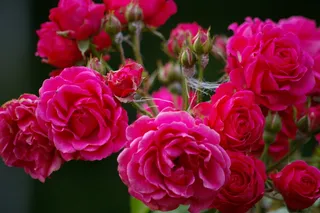 狗玫瑰，花，粉红色，牡丹，玫瑰花，粉红色，脆弱，花头