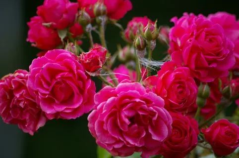 狗玫瑰,花,粉红色,牡丹,玫瑰花,粉红色,脆弱,花头 狗玫瑰,花,粉红色,牡丹,玫瑰花,粉红色,脆弱,花头