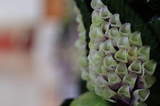 腰带，老师欣赏，mm，mm万，特写，清新，自然美，绿色