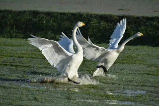 动物，乡村，早晨，水边，鸟，野鸟，水禽，田野