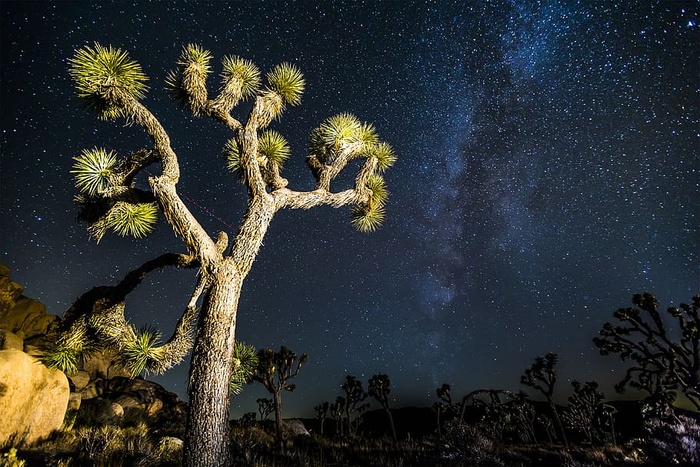 约书亚树，米克利路，星星，沙漠，天空，夜晚，银河，植物