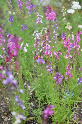 花卉，国家信托，花园，户外，英国，自然，草地，英国