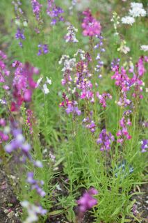 花卉,国家信托,花园,户外,英国,自然,草地,英国 花卉,国家信托,花园,户外,英国,自然,草地,英国