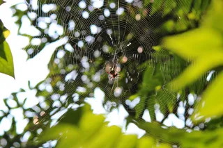 印度、thiruvananthapuram、森林、网络、蜘蛛、建筑、穆迪、树木