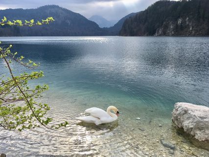 克里斯汀，湖，天鹅，田园诗，休息，美丽，令人惊叹，春天