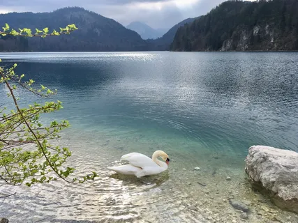 克里斯汀，湖，天鹅，田园诗，休息，美丽，令人惊叹，春天