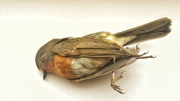 死亡，鸟，孤独，悲伤，死亡，鸟，环境，一只动物，白色背景