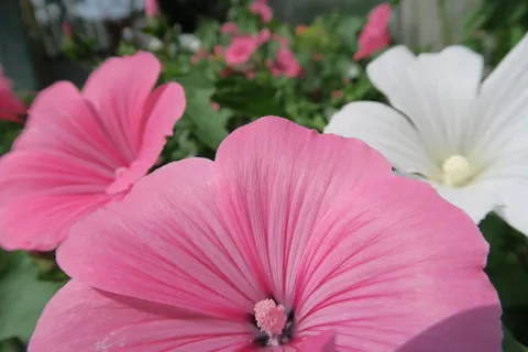 花，粉色，花，夏天，花园花，夏天的花，生活自然，明亮