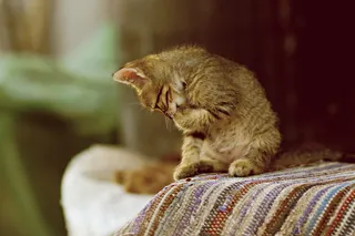 猫，小动物，玩耍，尼斯，哺乳动物，一种动物，猫