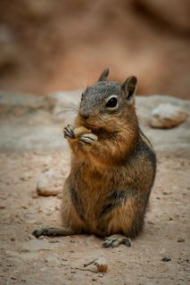 哺乳动物，可爱，野生动物，松鼠，啮齿动物，动物主题，野生动物，动物