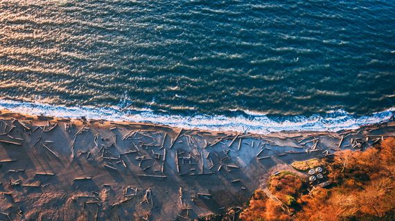 浮木散落在灰色的沙滩上