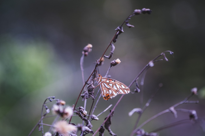 休斯顿, 美国, 厂, 花, 昆虫, 宏, 索尼, a7rii