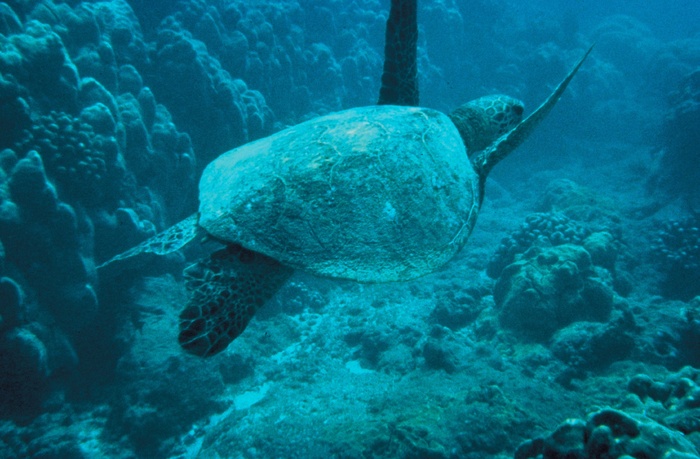 海龟，海，绿色，爬行动物，游泳，自然，野生动物，海洋