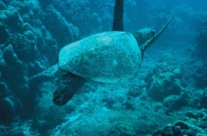 海龟，海，绿色，爬行动物，游泳，自然，野生动物，海洋