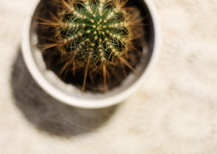 新西兰，纳尔逊，特写，无人，盆栽，选择性聚焦，新鲜度，植物