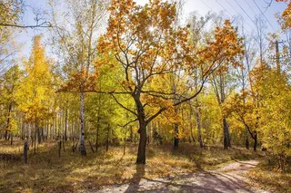 阳光明媚的秋天森林。长着黄叶的橡树站在道路附近的森林背景下，天空蔚蓝，阳光明媚