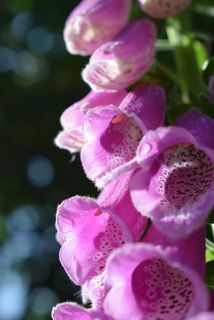 顶针，粉色，花朵，花朵，植物，花朵，开花植物，生长