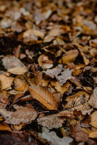 秋天在雾天向森林走去