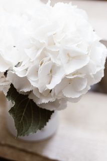 自然，花瓣，光，特写，装饰，现代，平静，和平