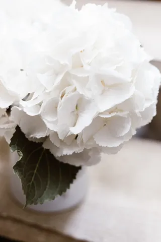 自然，花瓣，光，特写，装饰，现代，平静，和平