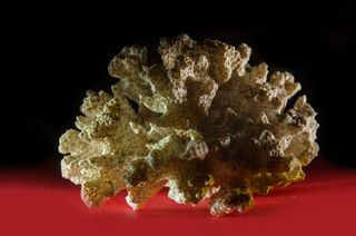 珊瑚，暗，红，黑，海，海洋，摄影棚拍摄，室内