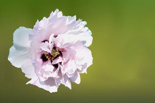花，开花，开花，牡丹，夏天，夏天的花，白色，植物