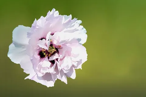 花,开花,开花,牡丹,夏天,夏天的花,白色,植物 花,开花,开花,牡丹,夏天,夏天的花,白色,植物
