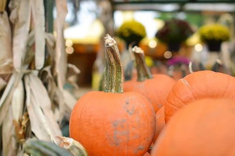 美国,皇家橡树,橙色南瓜,橙色,南瓜片,秋天南瓜,秋天,秋天 美国,皇家橡树,橙色南瓜,橙色,南瓜片,秋天南瓜,秋天,秋天