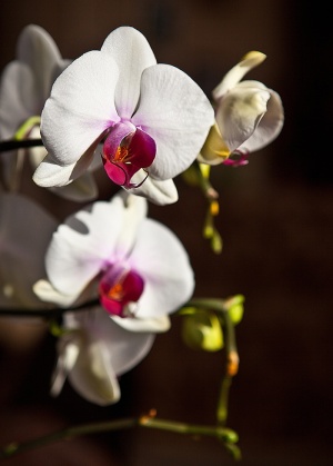 兰花，orchis，花，开花，花蕾，茎，白色，特写
