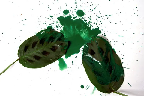 颜色、油漆、绿色、树叶、喷雾、绿色、树叶、艺术、创意 颜色、油漆、绿色、树叶、喷雾、绿色、树叶、艺术、创意